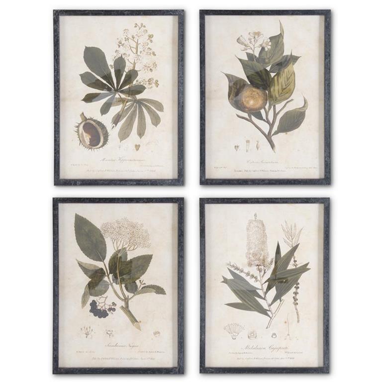 Assorted 22 Inch Botanical Prints