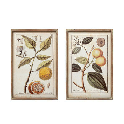 Botanical Study Citrus Prints