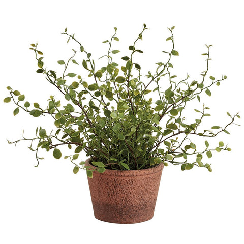 10.5"MUEHLENBECKIA WIRE(P)