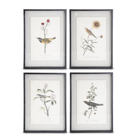 Assorted Black Wood Framed Bird Prints (4 Assorted Styles)