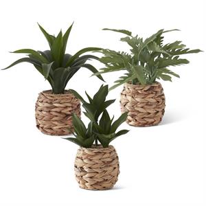 Assorted Foliage in Woven Round Baskets (3 Styles)