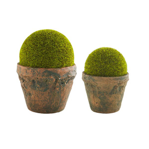 Moss Ball Pot