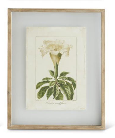 Botanical Print in Shadowbox Wood Frame