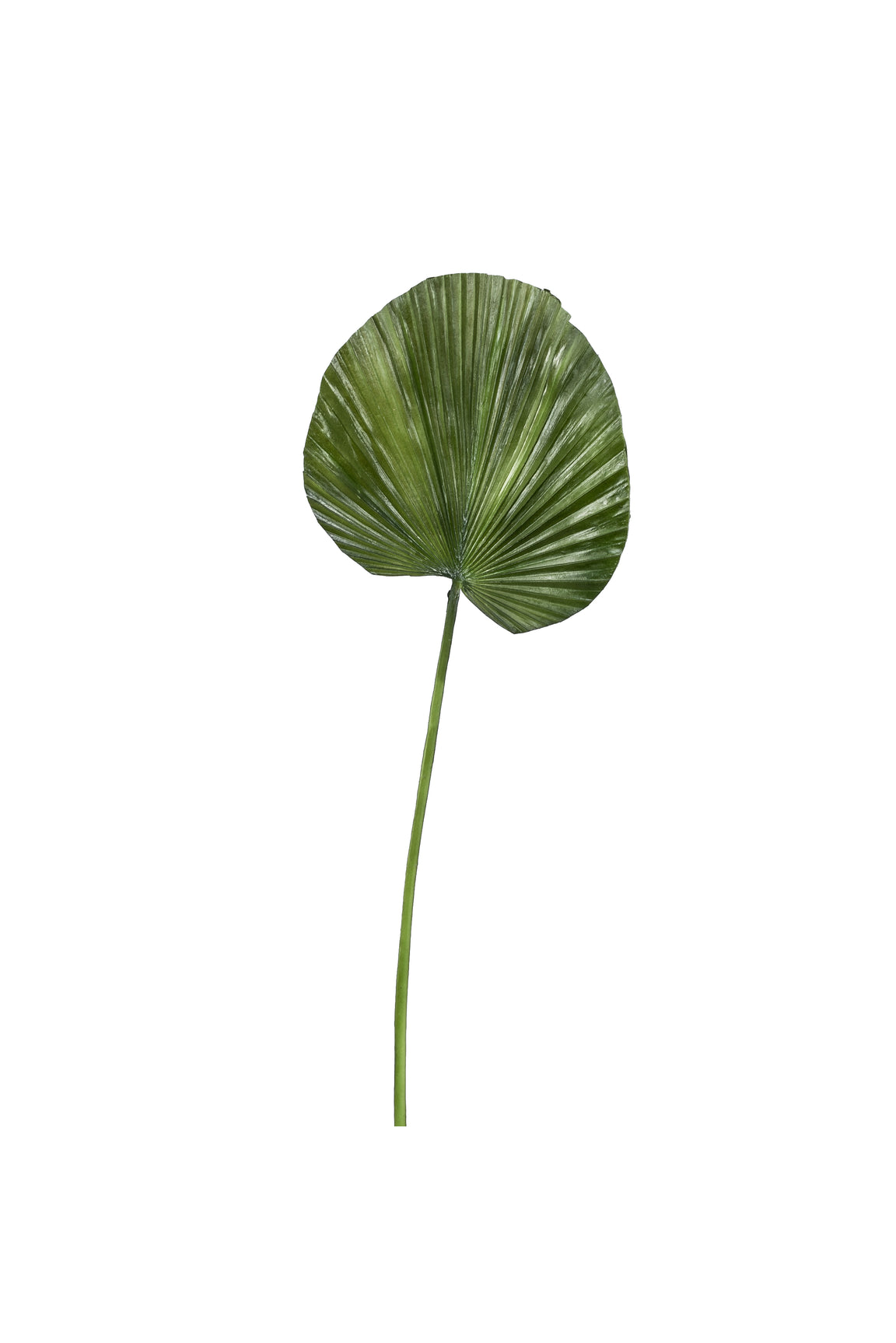 31" Small Fan Palm Leaf