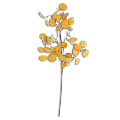 Yellow Gumdrop Eucalyptus Stem