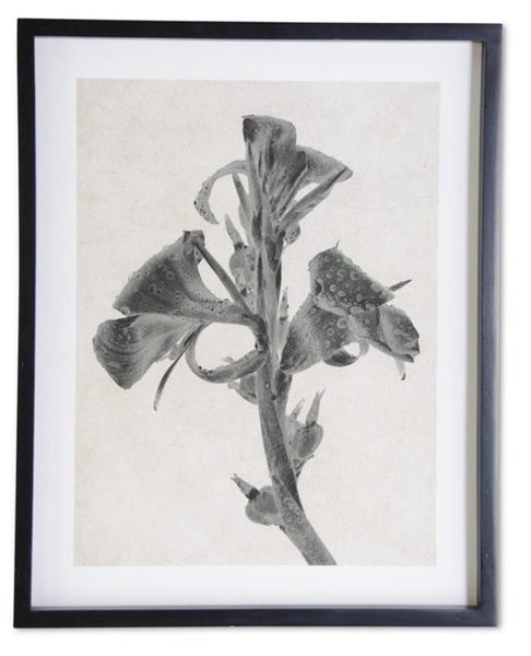 Framed Gray & White Botanical Print