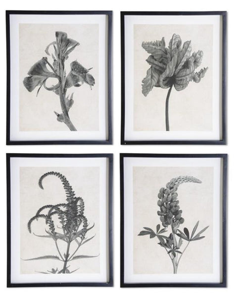 Framed Gray & White Botanical Print