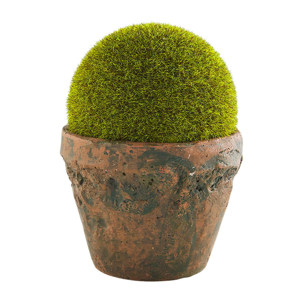 Moss Ball Pot