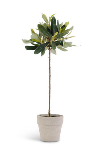 11 inch Mini Potted Olive Tree