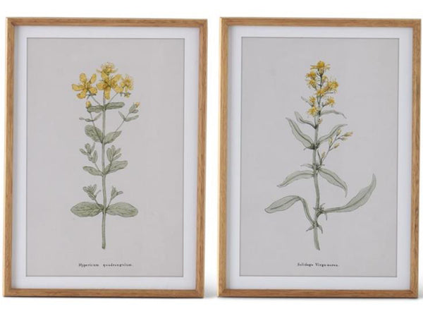 Botanical Print with Wood Frame