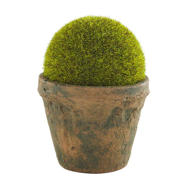 Moss Ball Pot