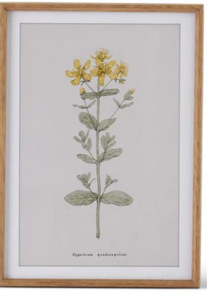 Botanical Print with Wood Frame