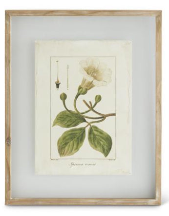 Botanical Print in Shadowbox Wood Frame
