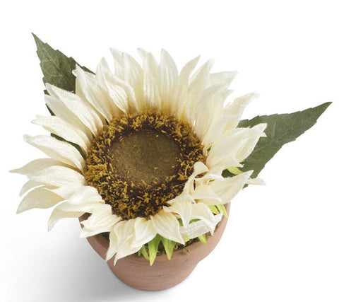 Potted White Sunflower