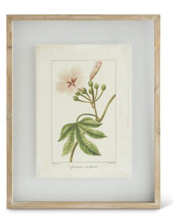 Botanical Print in Shadowbox Wood Frame
