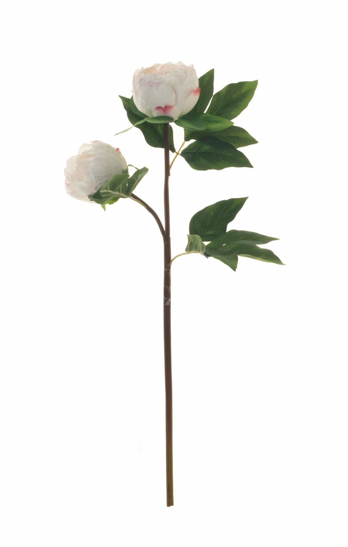 White Peony Stem