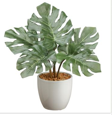 split plant pots 13" Split Philo Plant – Citrus and Moss