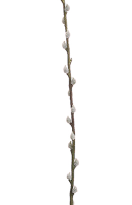 46"PUSSY WILLOW BRANCH